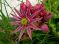 /album/natur/a13-steinbrech-bearb-jpg/